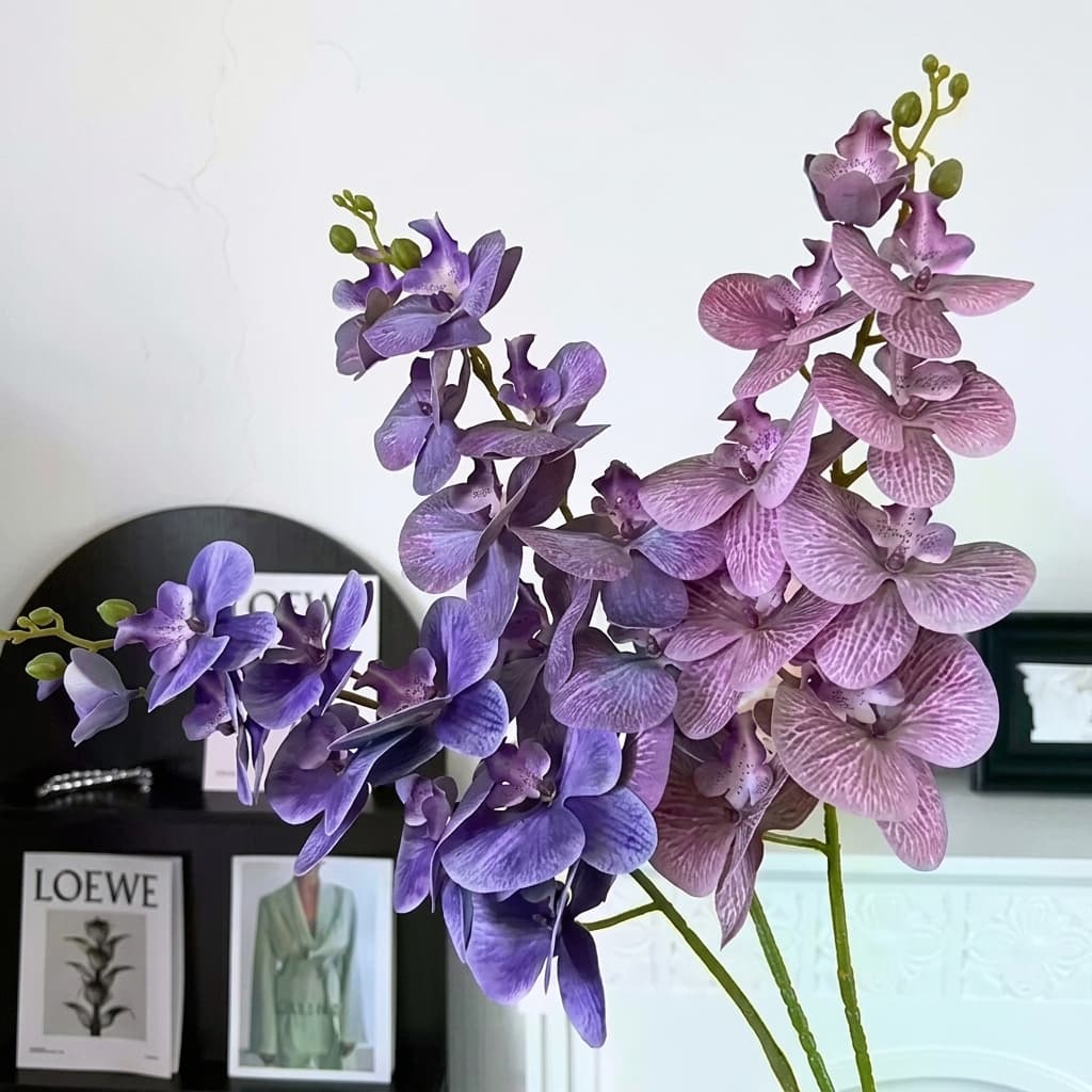 Anggrek Bulan Orchid k9
