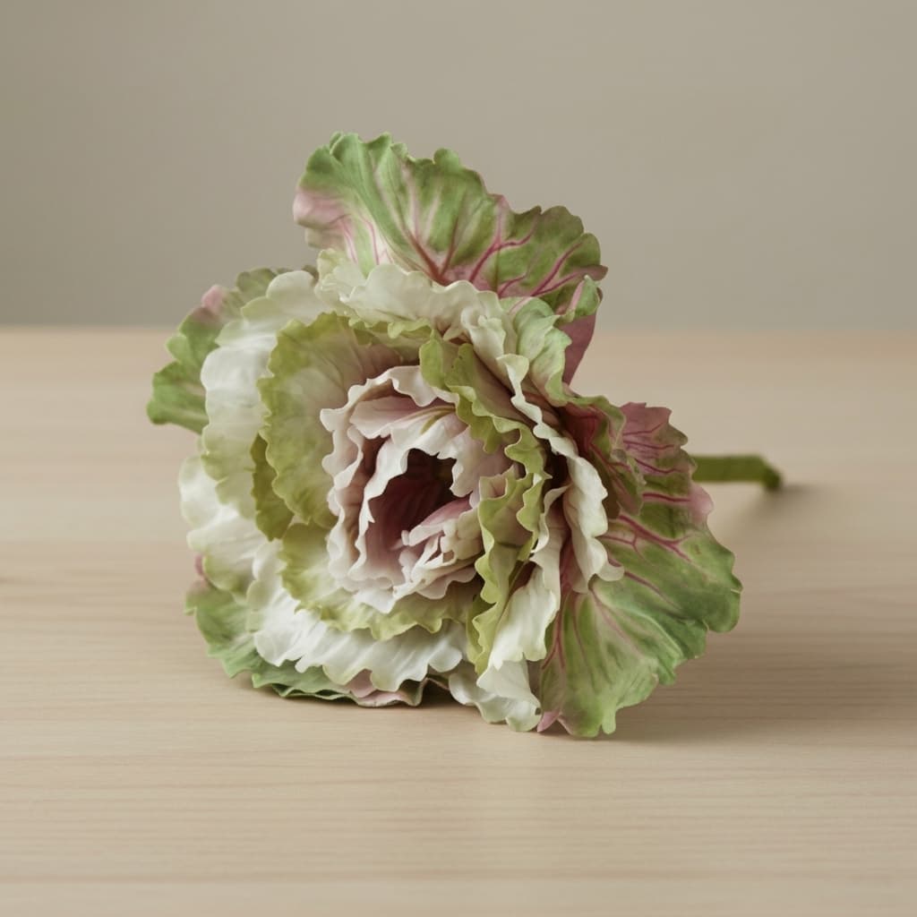  Brassica 