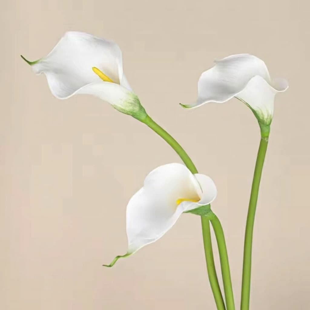 Calla Lily 