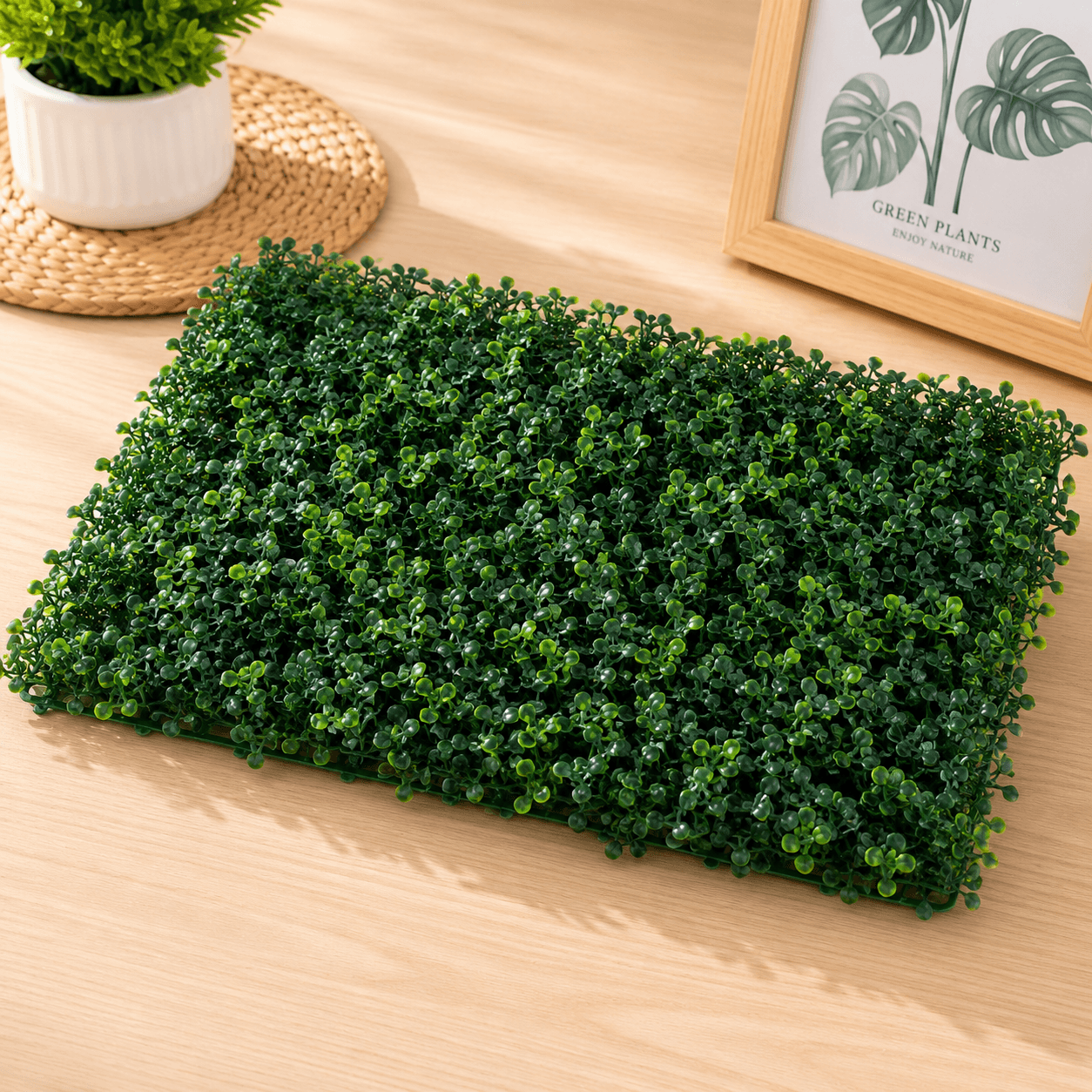 Rumput Oxylia thumbnail 2